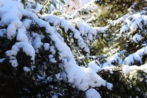 snow on evergreens 