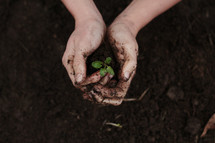 cupped hands with seedling 