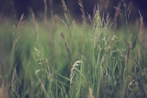 tall grass closeup 