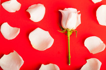 white rose petals on red 