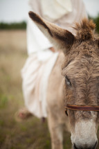 Jesus and a donkey