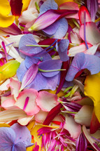 a pile of flower petals 