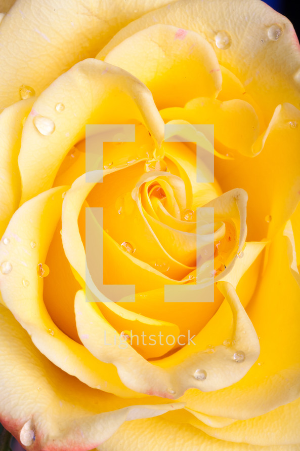 water droplets on a yellow rose