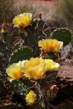 yellow flower on a prickly pear cactus 