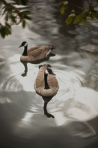 Canada Geese in a pond