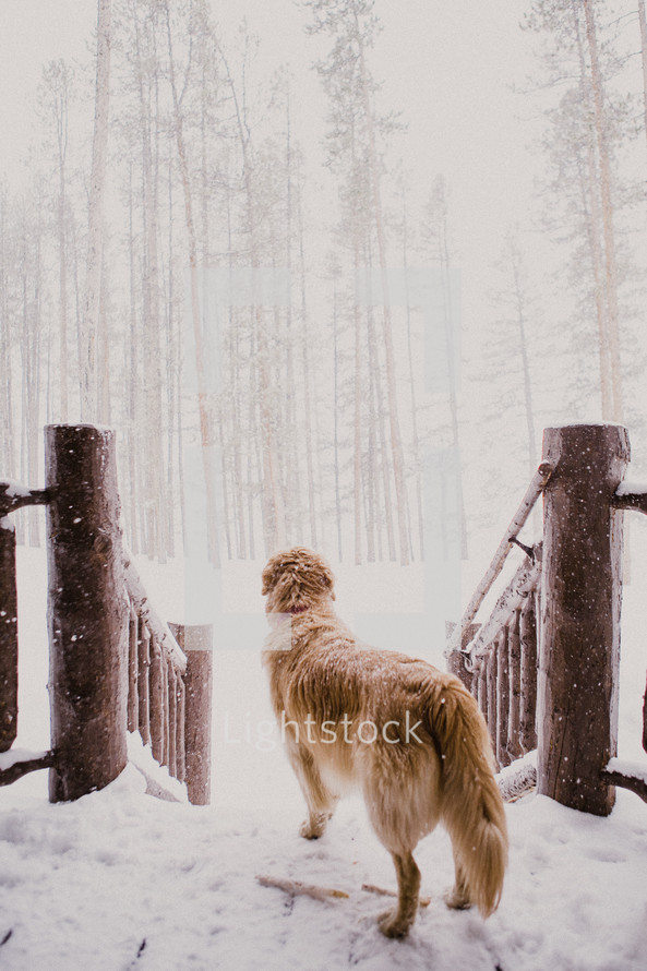 A dog stands on a snow covered porch looking out at a forest during a snowstorm.