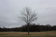 single bare tree in a field in late winter 