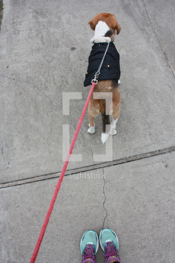 walking a dog wearing a coat 