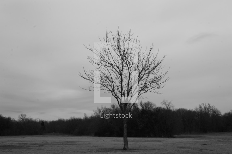 a single tree in a field 