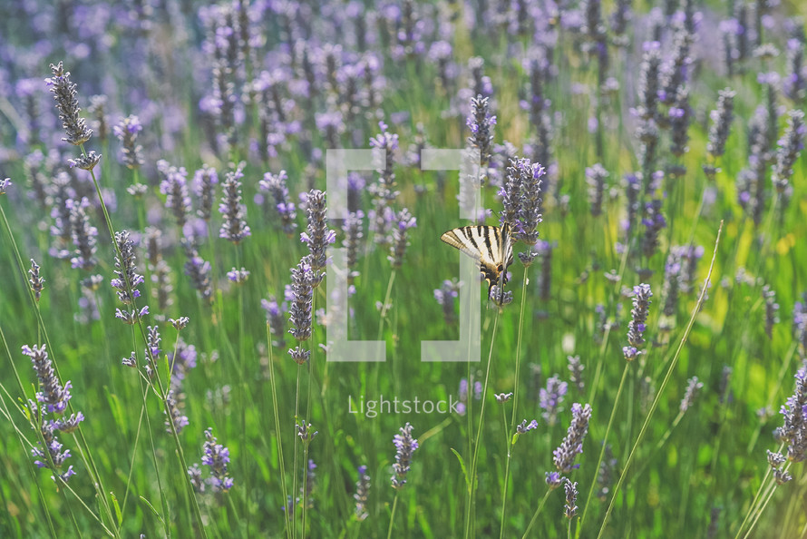butterfly in a field of lavender 