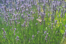 butterfly in a field of lavender 