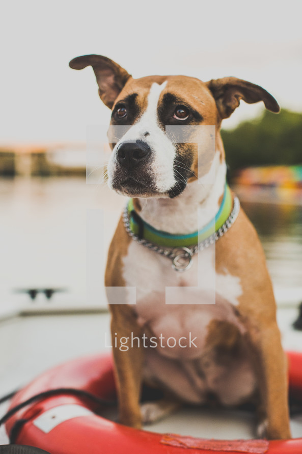 dog in a life ring on a dock 
