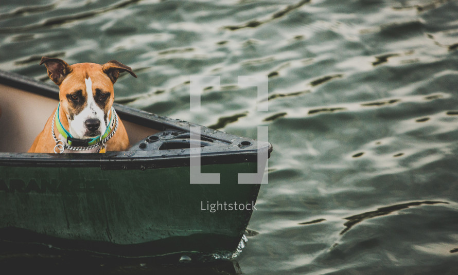 dog in a boat 