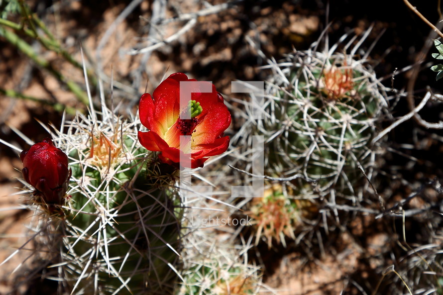 red cactus flower 