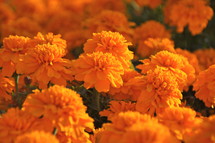 Orange wildflowers
