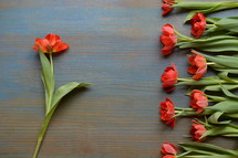 red tulips on a cyan wooden table in a row