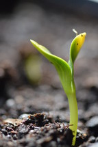 A new beginning: New seed starts to grow. 