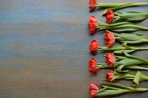 red tulips on a cyan wooden table in a row
