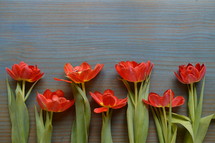 bright red tulips on a cyan wooden table in a row