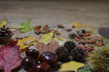 collection of fall nature items 