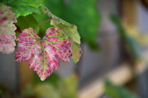vine leaves with changing colors. 
vines, vineyard, vine, tendril, leaf, leaves, tendril of vine, vine stock, branch, branches, hold, hold on, clutch, hang on, stay, remain, dwell, continue, keep, grow, growth, growing, fruit, fructiferous, fruit setting, bear, yield, grapes, grape, acreage, vineyard cultivation, cultivation, harvest, harvesting, rich, vintner, winegrower, wine grower, nature, crop,  natural, plant, plants, outdoor, fruits, ripe, mellow, mellowly, autumn, fall,  kingdom of heaven, landowner, kingdom, parable, workers, Matthew 20, hire, hired, last, first, generous, color, colors, colorfully, colorful, change, changing, red, green