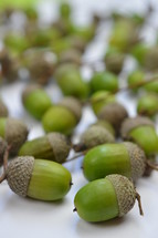 green acorns 