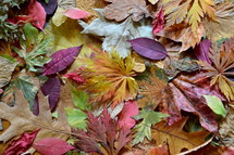 Different colors and shapes of fall leaves.