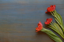 three red tulips on a cyan wooden table with copy space to the left