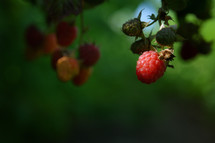 Closeup ripe raspberry in summer time