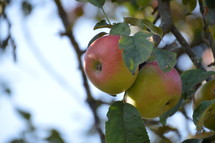 apples on a tree 