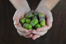 cupped hands with green acorns 