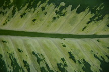veins of a leaf of a tropical plant