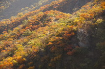 fall trees on a mountain side
