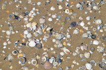 shells on a beach 