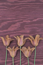 red orange open tulips on a wooden background 