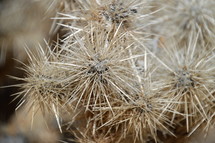 thorns of a cactus up close. 
wilderness, desert, waste, wasteland, cactus, cacti, cactuses, thorn, sting, spike, aculeate, prickle, plant, vegetation, eremic, deserticolous, dry, dead, bleak, barren, sand, dryly, drily, withered, sere, desiccated, dried up, deserted, lonely, solitary, alone, desolate, lonesome, isolated, isolation, forlorn, long, hot, light, sun, sunshine, shining, shine, pointed, spiky, peaked, sharp
