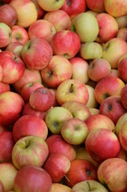 rich harvest of apples