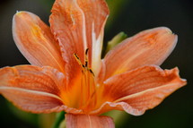 bright orange lily