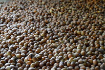 harvest of hazelnuts