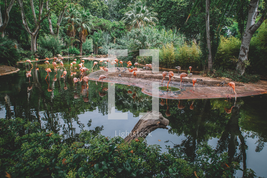 Flamingos in the lake