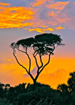 tree against sunset sky