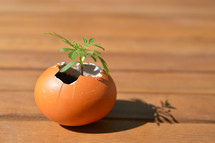 sprouting plant growing in an egg - new little plant growing out of broken eggshell on a wooden table in the sun