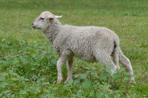 a lamb in grass 