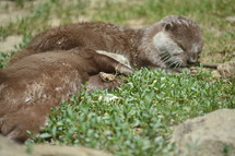napping otters 