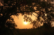 Sunset behind an arched tree linb.