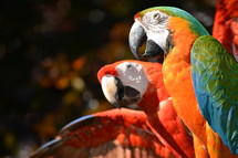 colorful macaws 
