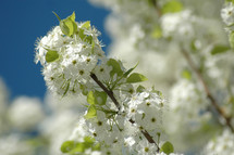 white spring flowers 
