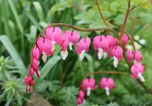 pink heart flowers 