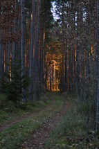 warm sunlight in a forest at sunset - trails leading though a forest with vibrant evening backlight