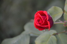 single red rose at the bush
